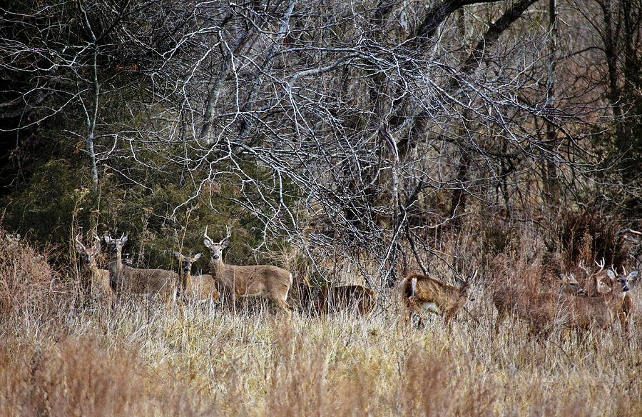 Gathering of Bucks Photograph by Robert Camp