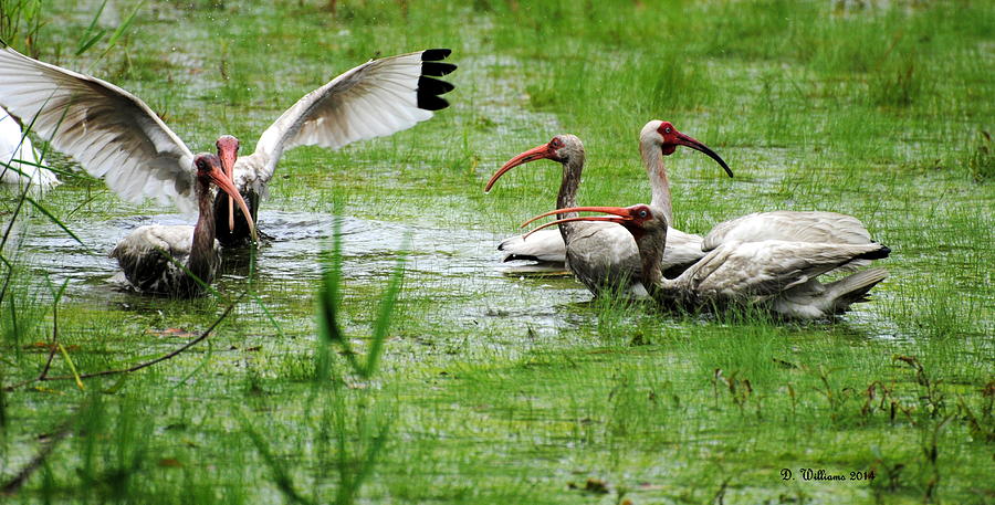 Gathering of Ibis Photograph by Dan Williams