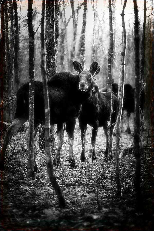 Gathering of Moose Photograph by Bob Orsillo