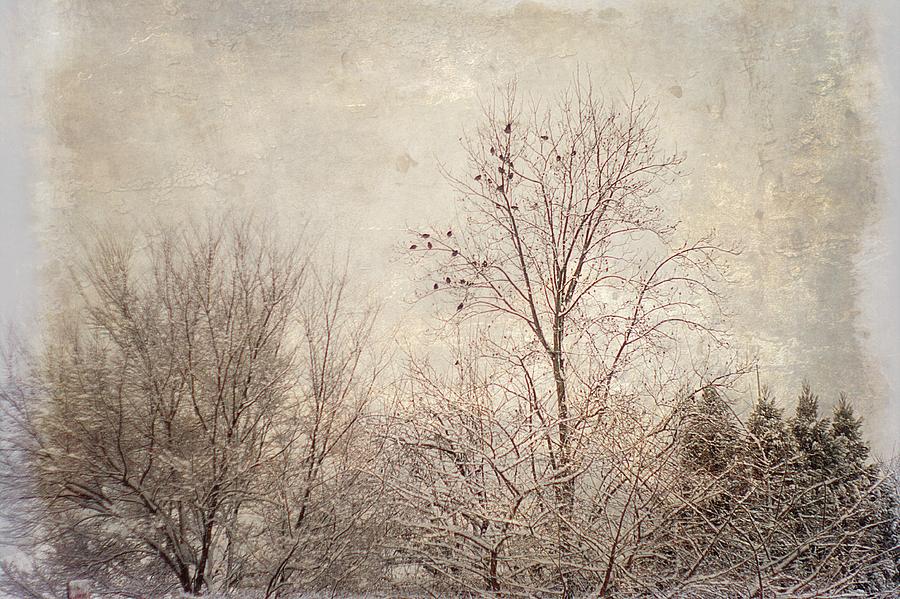 Gathering Of Winter Birds In Grey Photograph by Suzanne Powers
