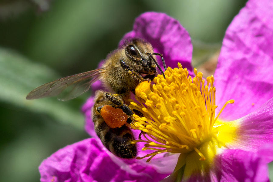 Gathering pollen Photograph by Kathleen Bishop