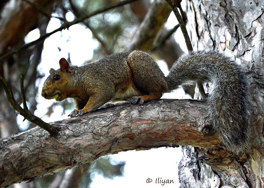 Squirrel Photograph - Gathering Squirrel by Iliyan Bozhanov