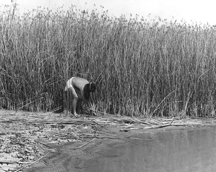 Gathering Tule Bulrushes Photograph by Underwood Archives Onia
