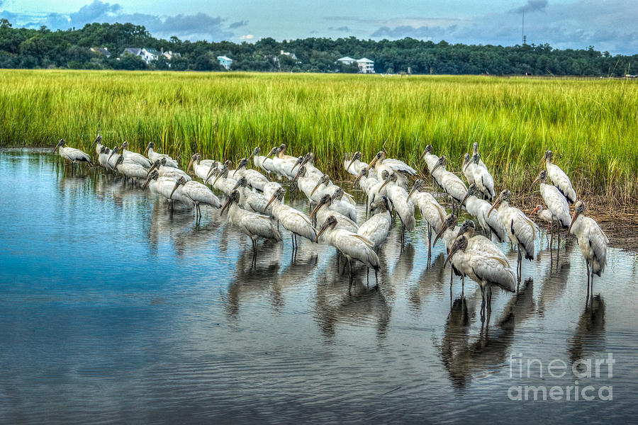 Nature Photograph - Gathering Wood Storks by Matthew Trudeau Nature Photograph - Gathering Wood Storks by Matthew Trudeau