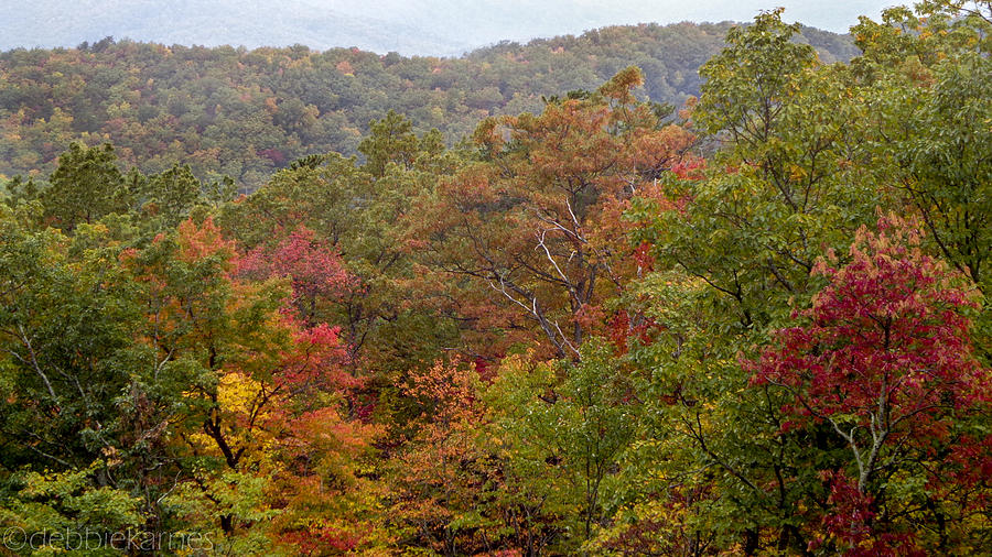 Gatlinburg Tree Top Color Photograph by Debbie Karnes