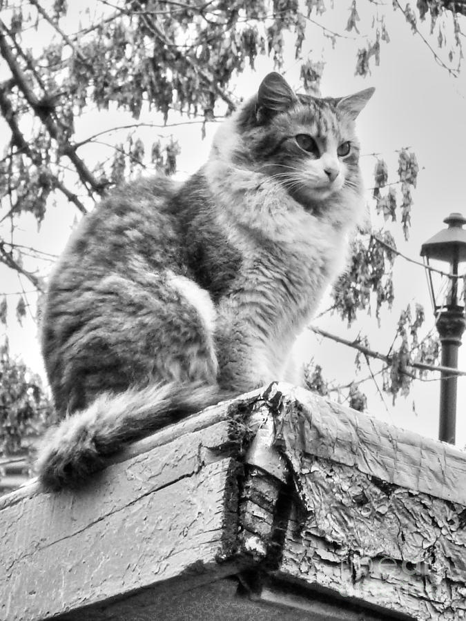 Cat Photograph - Gato en La Boca by David Rucker