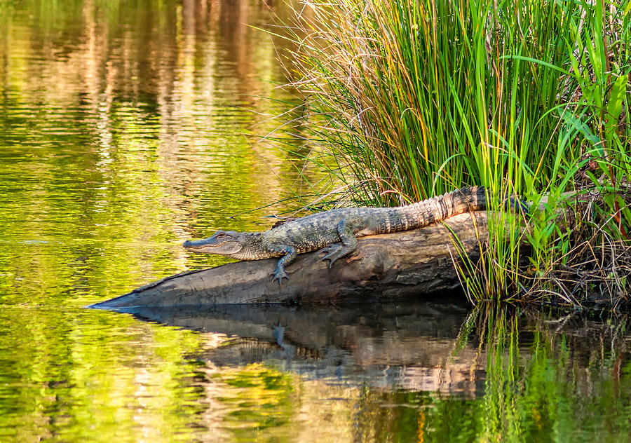 Gator 3 Photograph by Steve Harrington