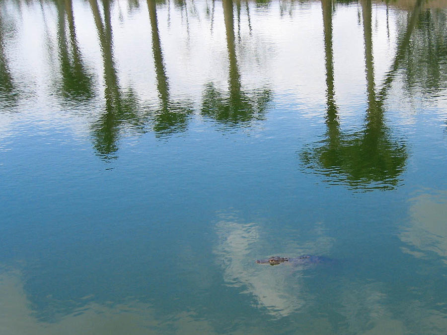 Gator among Reflecting Trees  Photograph by Karen Zuk Rosenblatt