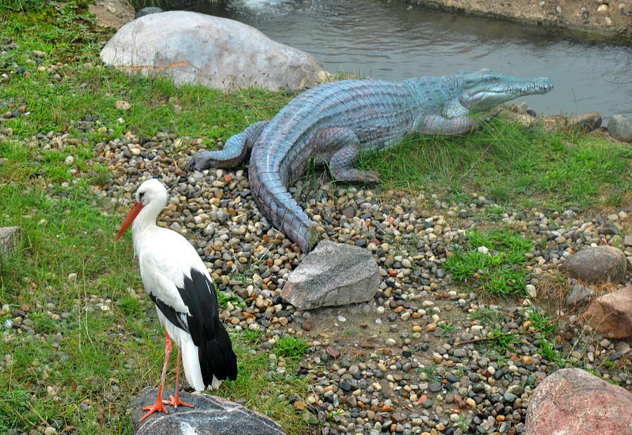 Gator and bird at the Toledo Zoo Photograph by Diane Lent