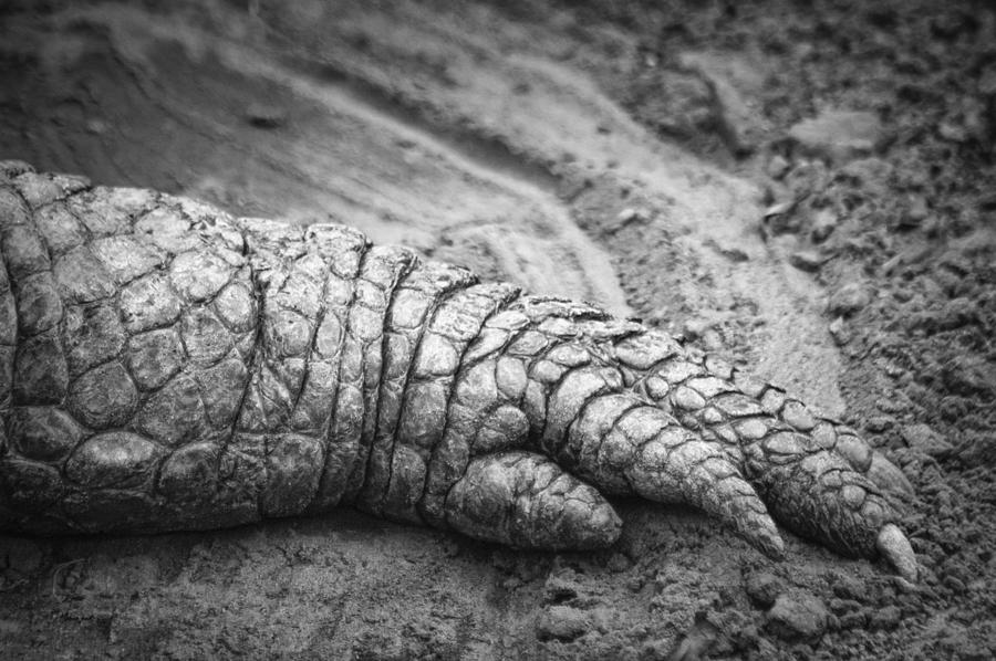 Gator Toes Photograph by Carolyn Marshall