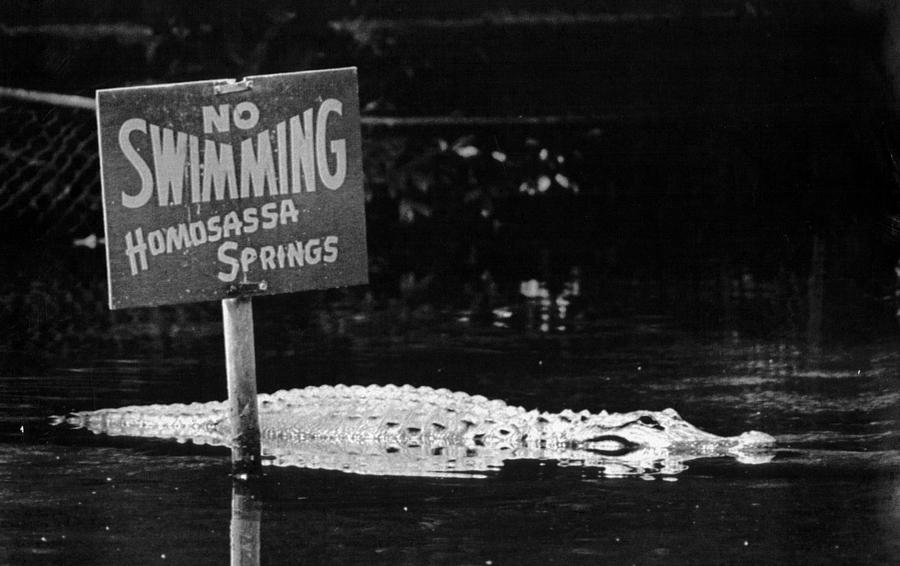 Vintage Photograph - Gator at Homossa Springs by Retro Images Archive