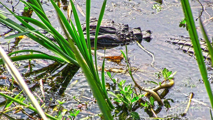 Gator Baby Photograph by D Wallace