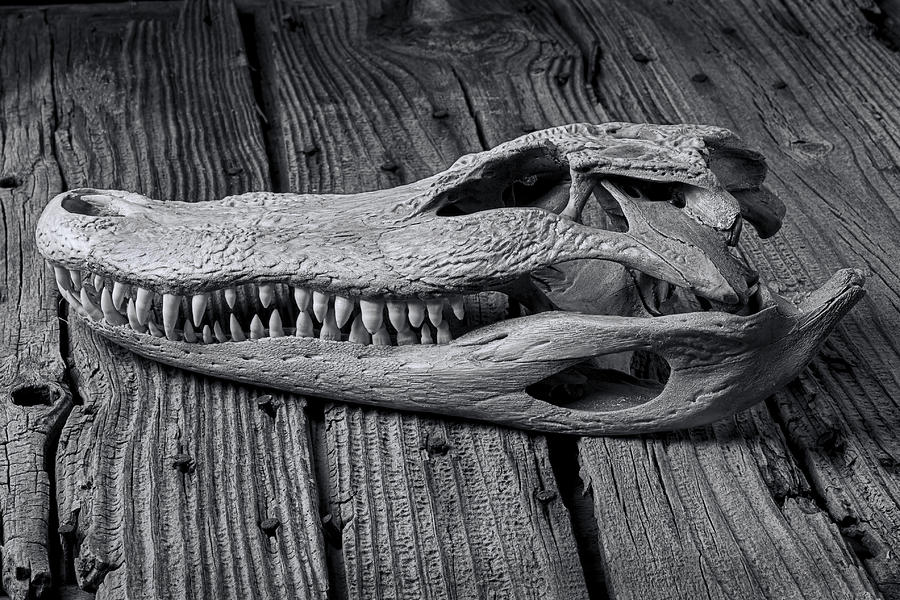 Animal Photograph - Gator black and white by Garry Gay