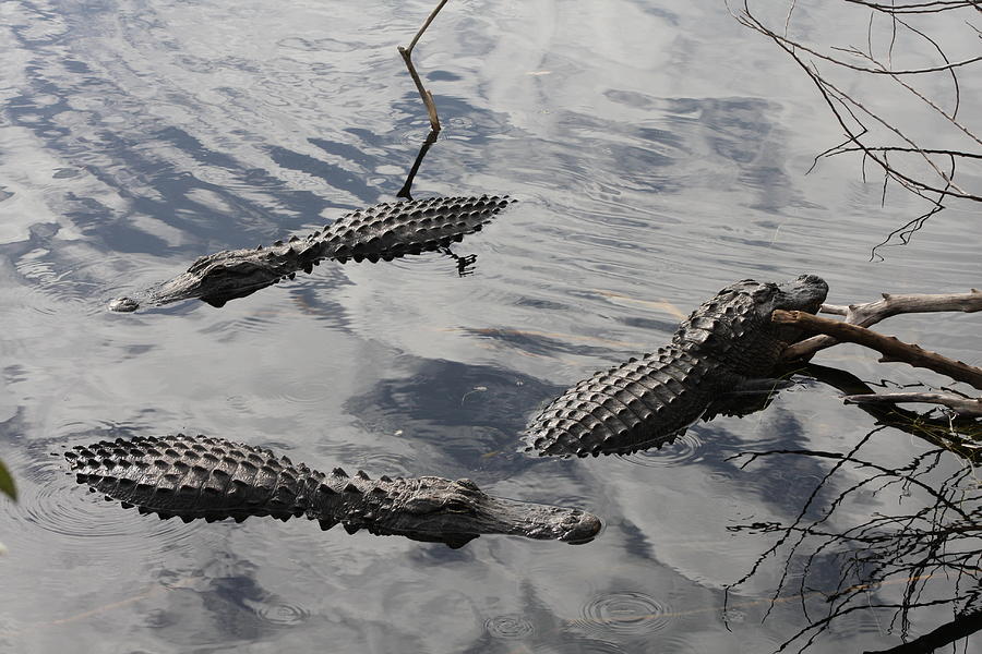 Gator Circle Photograph by Christiane Schulze Art And Photography