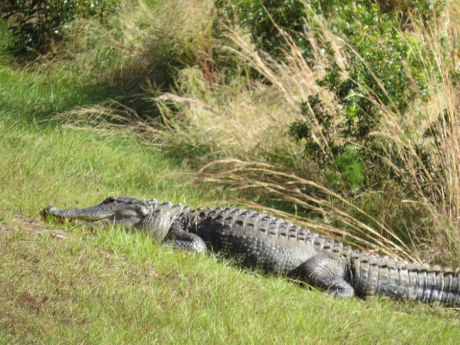 Gator Photograph By Dave Koenig - Fine Art America