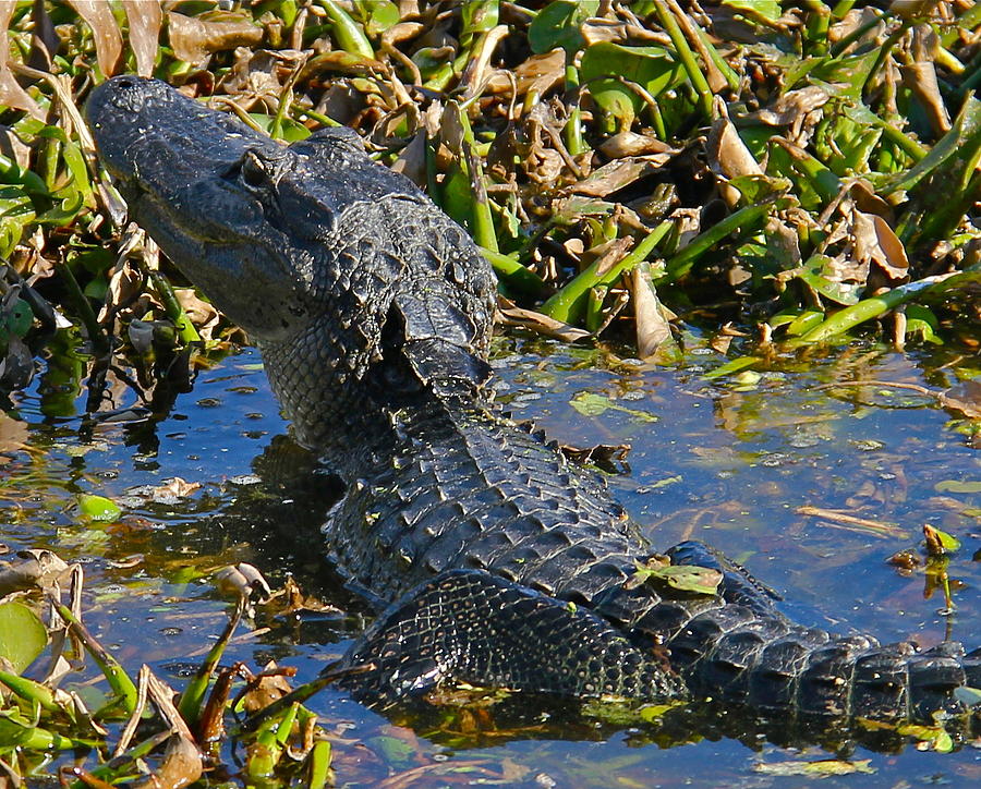 Gator Photograph by Denise Mazzocco | Fine Art America