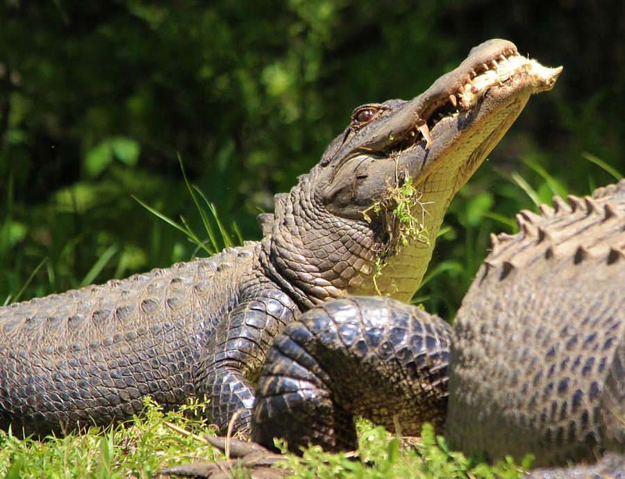 Gator Eating a Chick Photograph by Paulette Thomas | Fine Art America