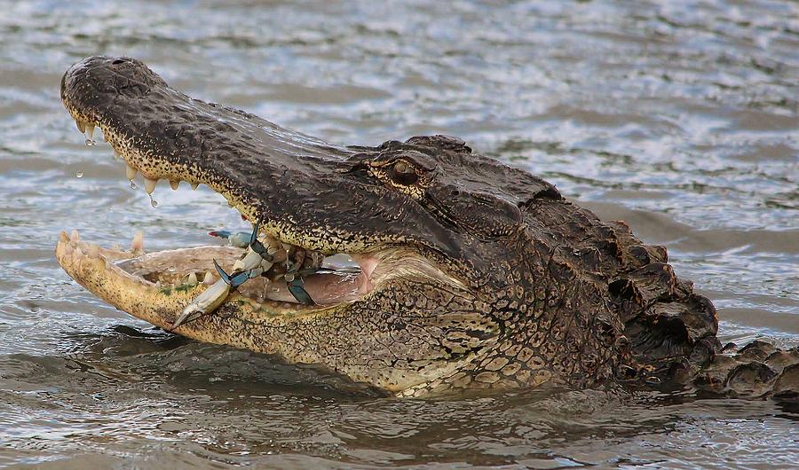 Gator eating a Crab Dinner Photograph by Paulette Thomas - Fine Art America