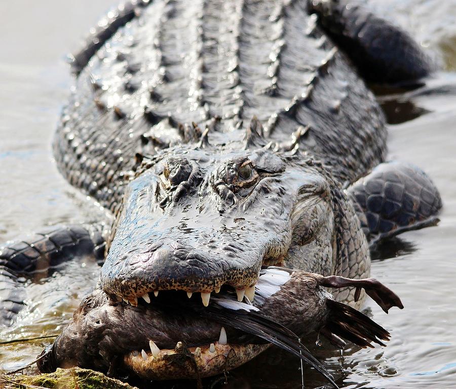 Gator Eating Cormorant For Dinner Photograph by Paulette Thomas