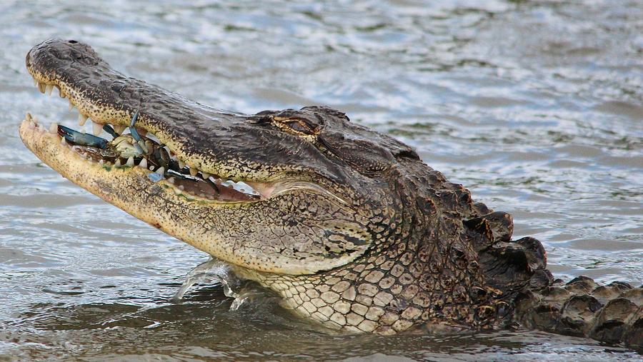 Gator Enjoying His Crab Dinner Photograph by Paulette Thomas | Fine Art ...