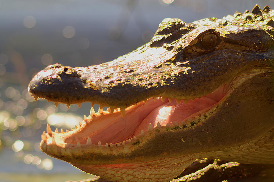 Gator Glory Photograph by John Stokes Pixels