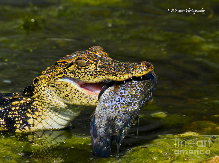 Gator gobbles a fish Photograph by Barbara Bowen