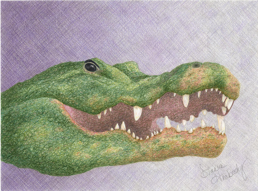 Alligator Drawing - Gator Grin by Diana Hrabosky