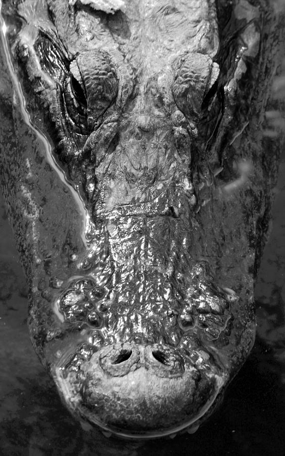 Black And White Photograph - Gator Head by Joey Waves