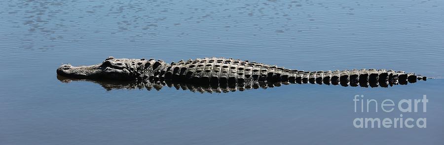 Gator In Blue Water Photograph