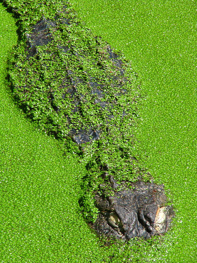 Gator in Green Photograph by Greg Patzer Gator in Green Photograph by Greg Patzer