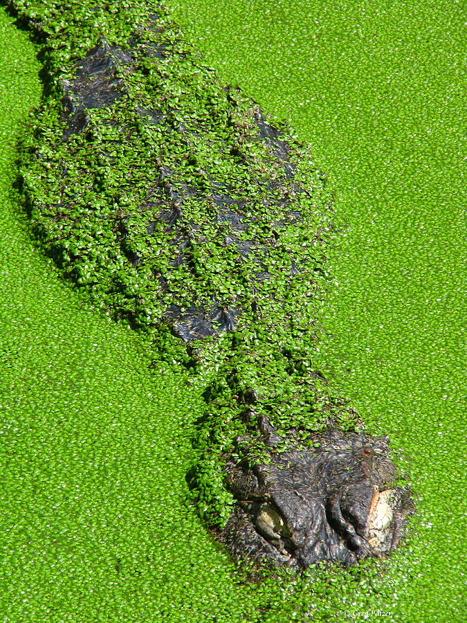 Gator in Green Photograph by Greg Patzer