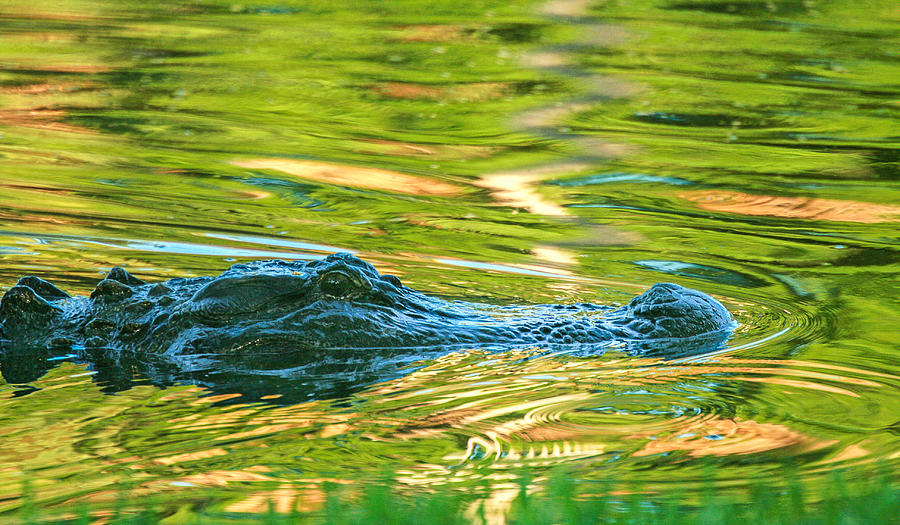 Gator in pond Photograph by Patricia Schaefer