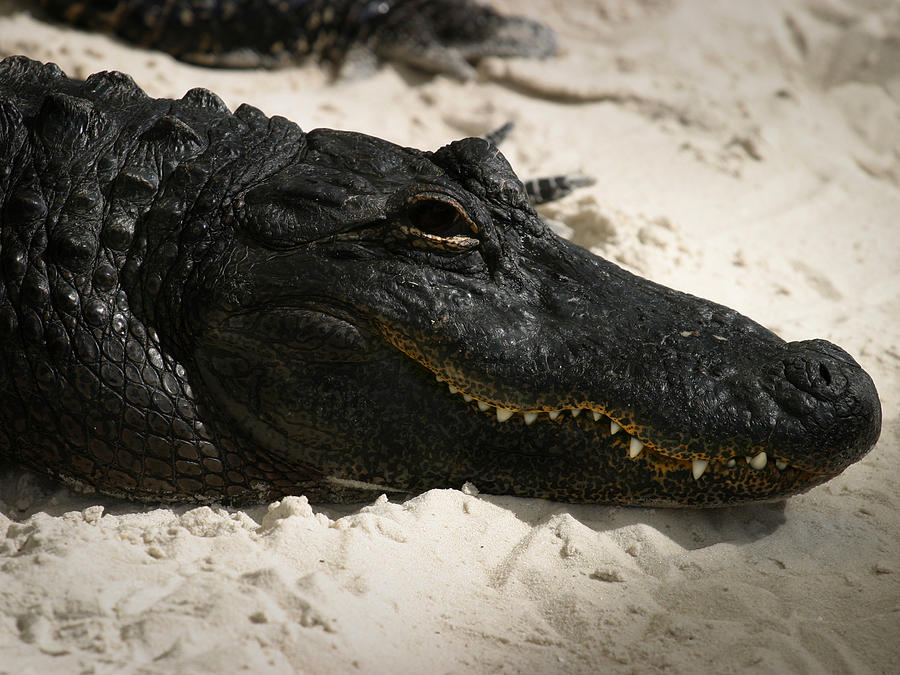 Gator in Sand Photograph by Anthony Jones