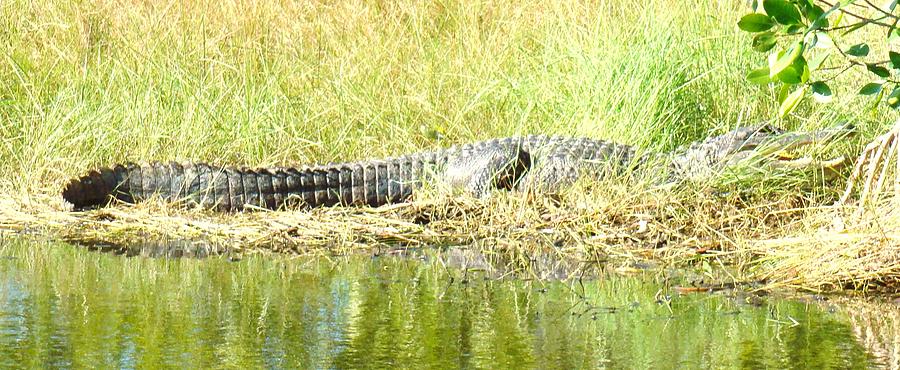 Prehistoric Photograph - Gator in the Grass by Van Ness