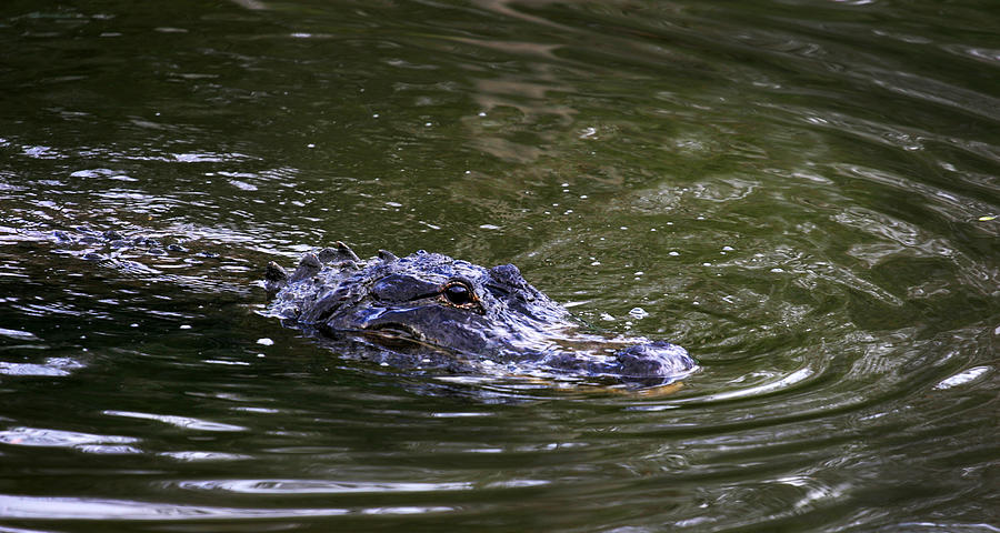 Gator in the water Photograph by Anthony Jones