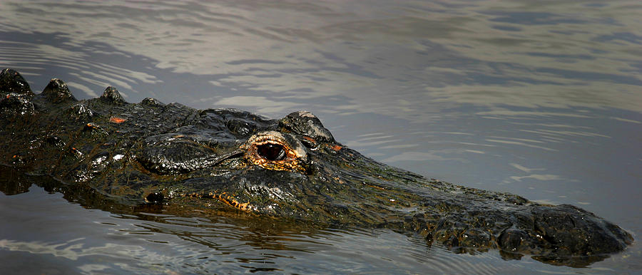 Gator in Water Photograph by Anthony Jones