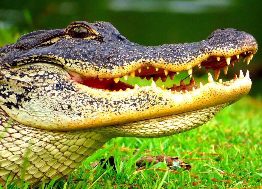 Gator Photograph by Joseph Ewens - Fine Art America