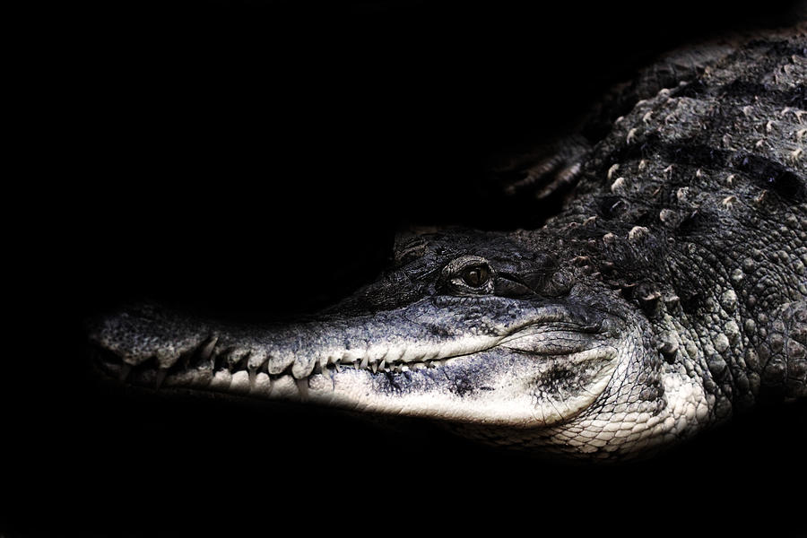 Alligator Photograph - Gator by Martin Newman