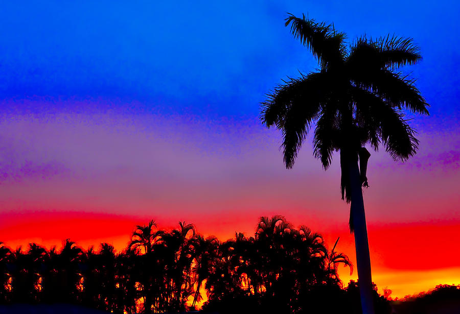 Gator Nation Sunset Photograph by Don Durfee