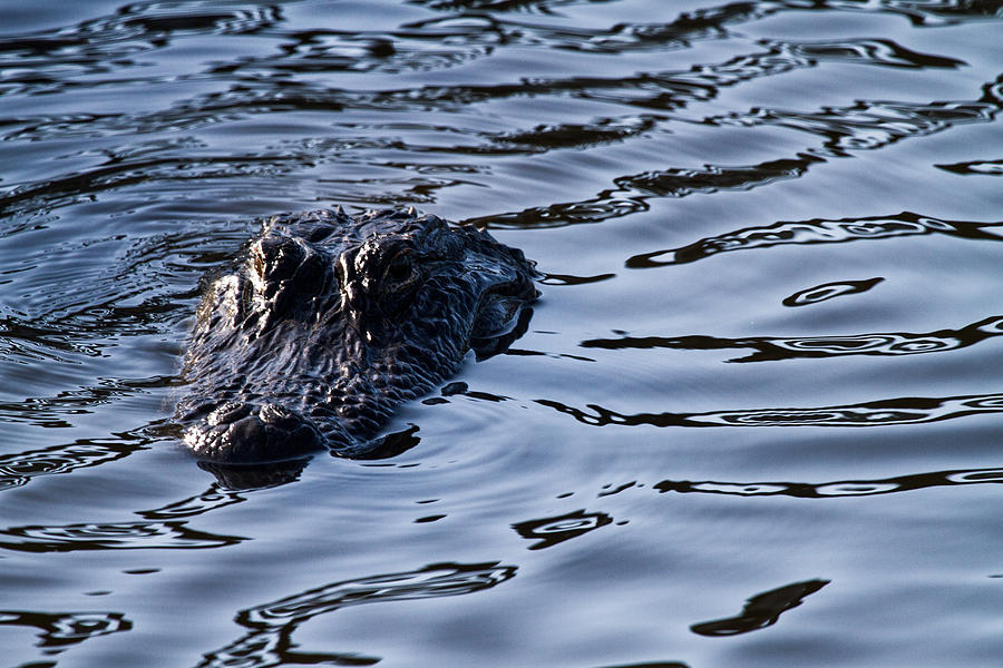 Prehistoric Photograph - Gator on the hunt by Andres Leon