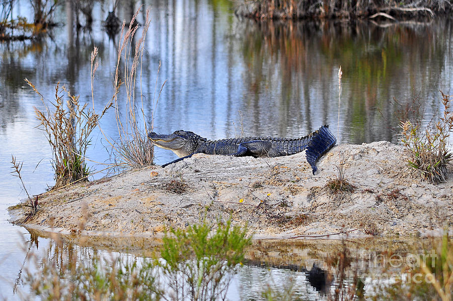 Gator on the Mound Photograph by Al Powell Photography USA