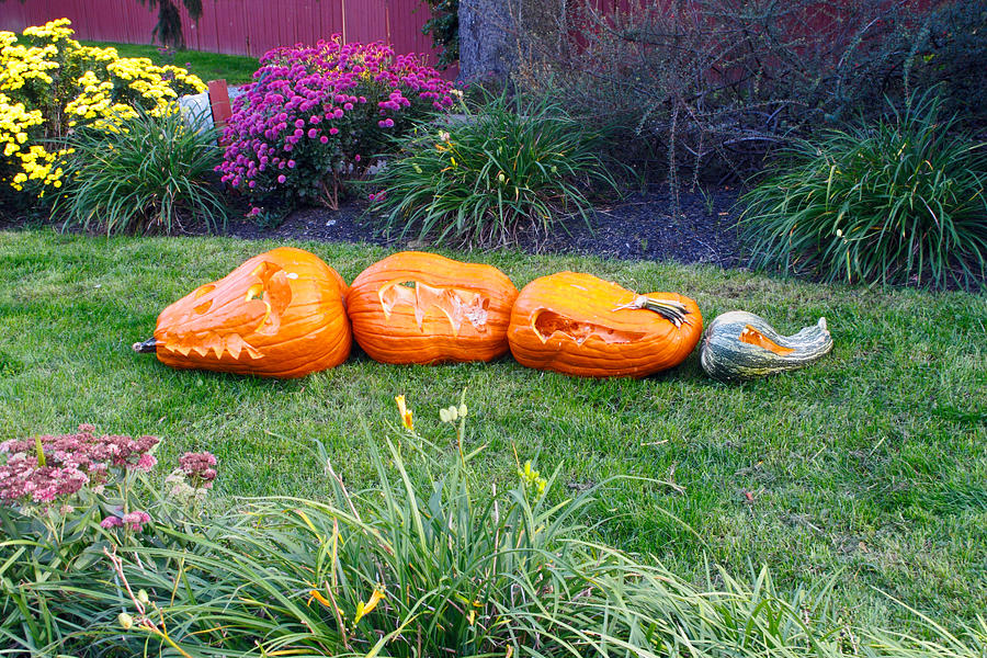 Gator Pumpkins Photograph by Sally Weigand