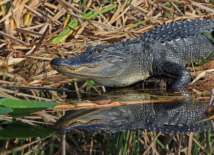Alligator Photograph - Gator Reflecting by Larry Nieland