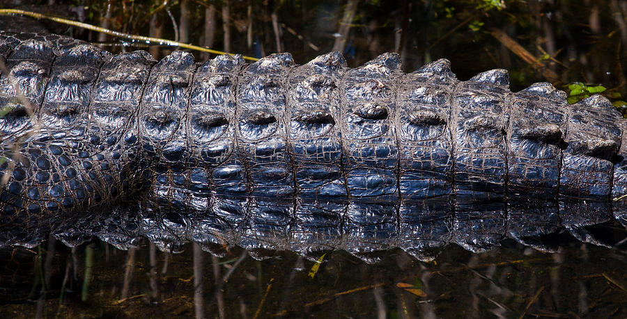 Gator Reflection Photograph by Adam Pender