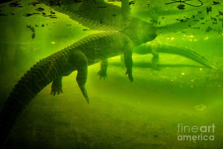 Alligator Photograph - Gator Reflection by Chuck Hicks