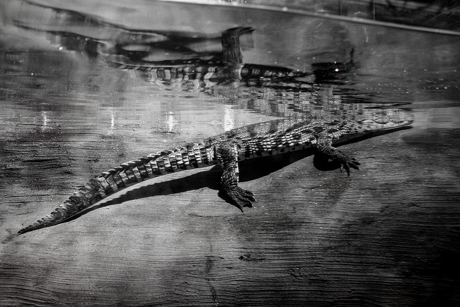 Gator Rising Photograph by Jan Garcia