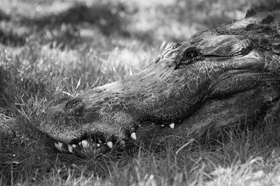 Gator Smile Photograph by Carolyn Marshall