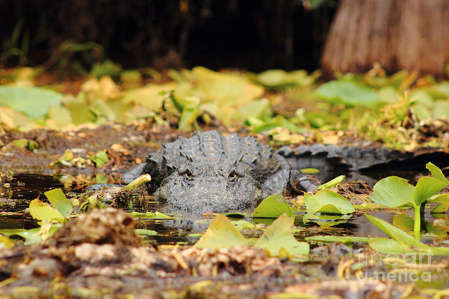 Gator Stare II Photograph by Andre Turner