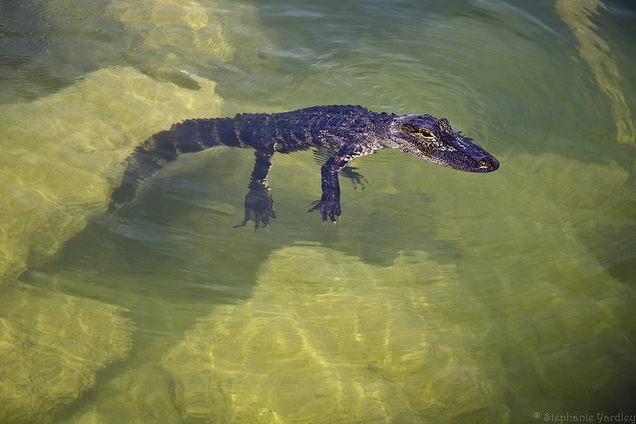 Gator Photograph by Stephanie Yardley - Fine Art America