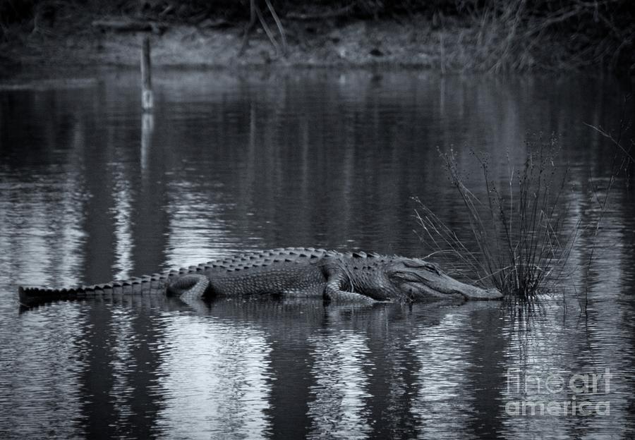 Gator Tale Photograph by Southern Photo